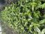 Dallas Red Lantana Camara Flowers Live Plants-Natural Mosquito Repellant Garden-Attract Hummingbirds